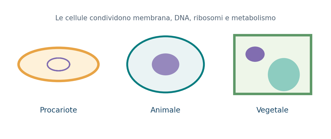 Confronto schematico tra procariote, cellula animale e vegetale