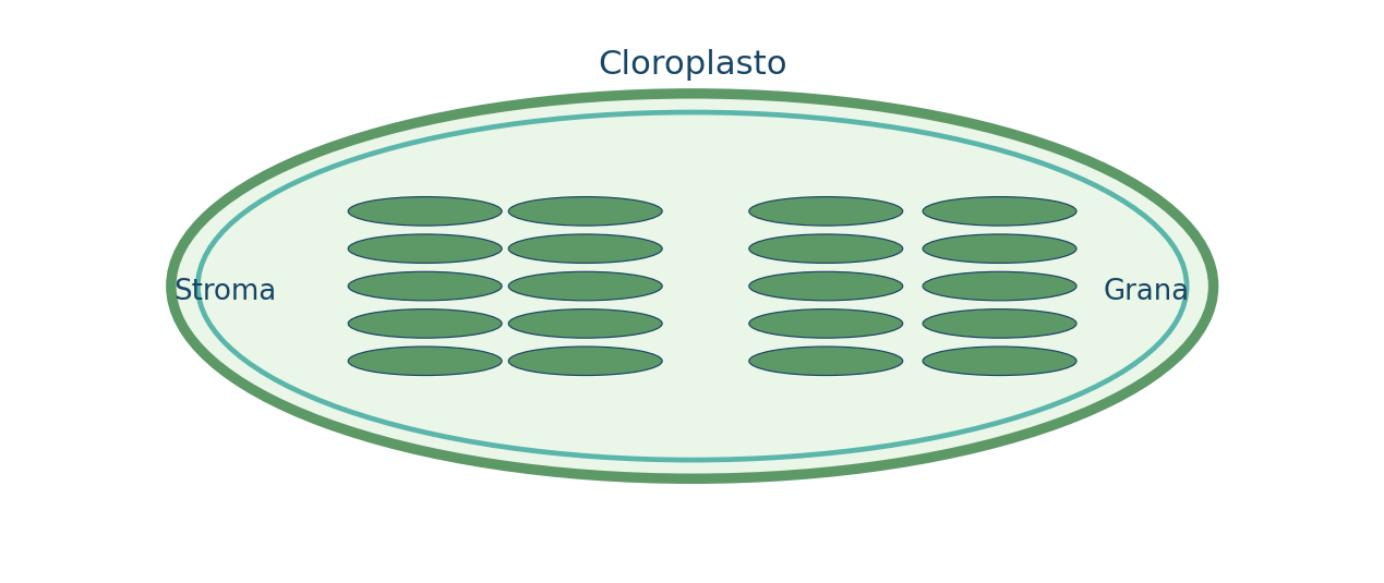 Organizzazione di un cloroplasto: stroma, grana e tilacoidi