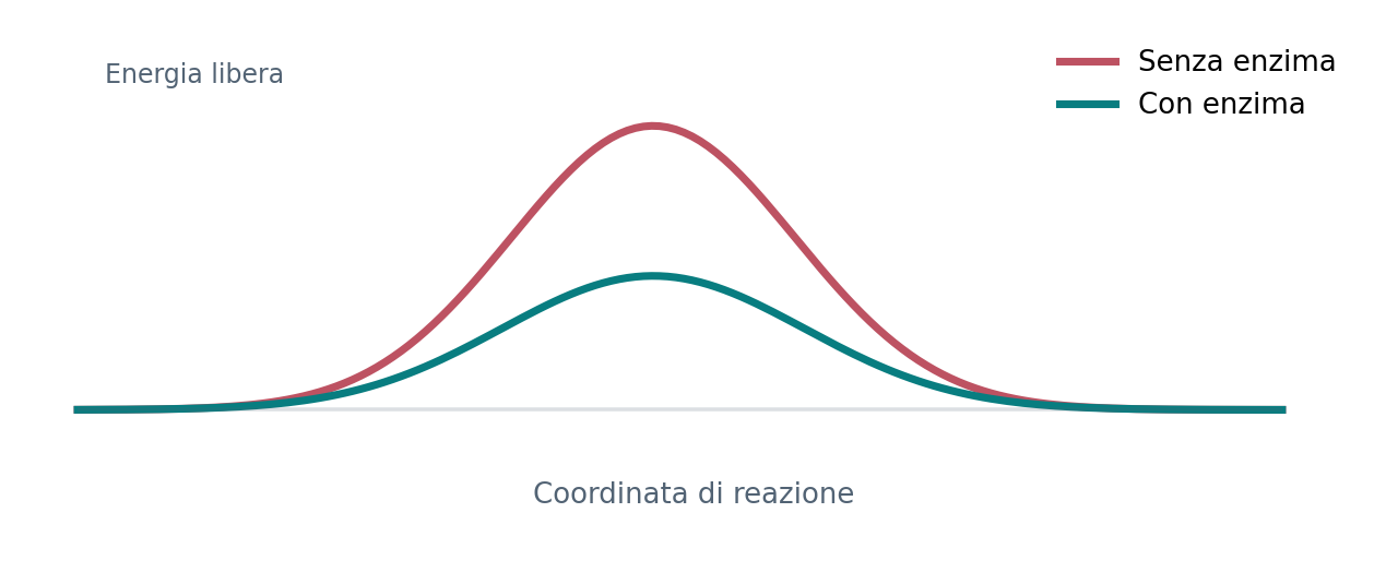 Un enzima riduce l’energia di attivazione senza modificare ΔG