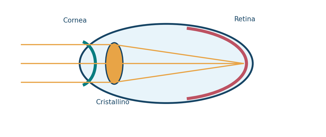 Percorso della luce attraverso l’occhio verso la retina