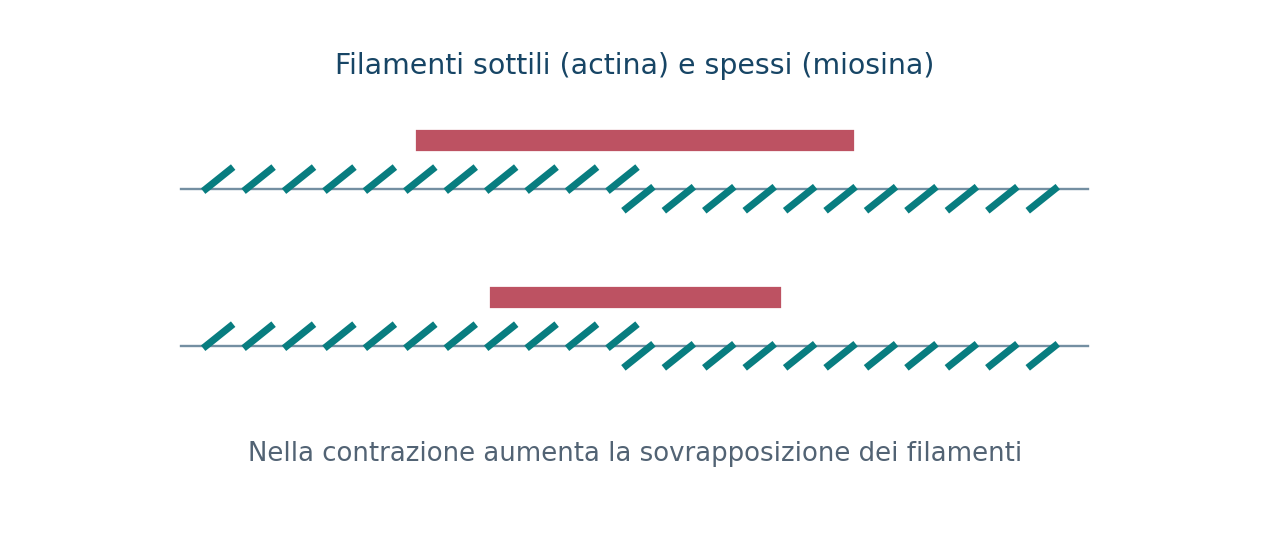 Scorrimento reciproco dei filamenti di actina e miosina