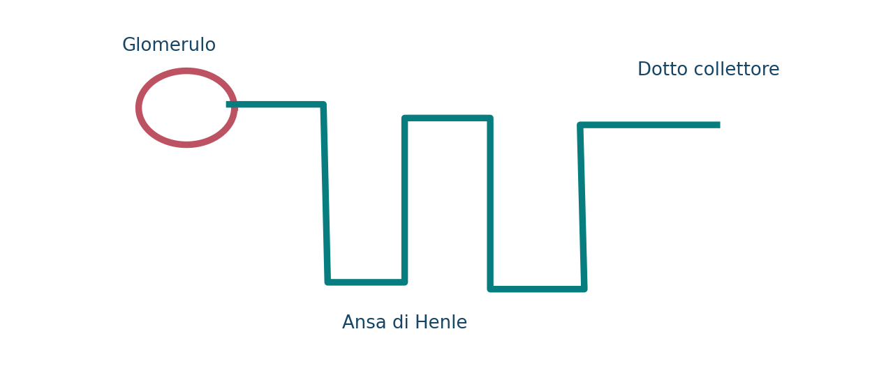 Segmenti del nefrone e formazione dell’urina
