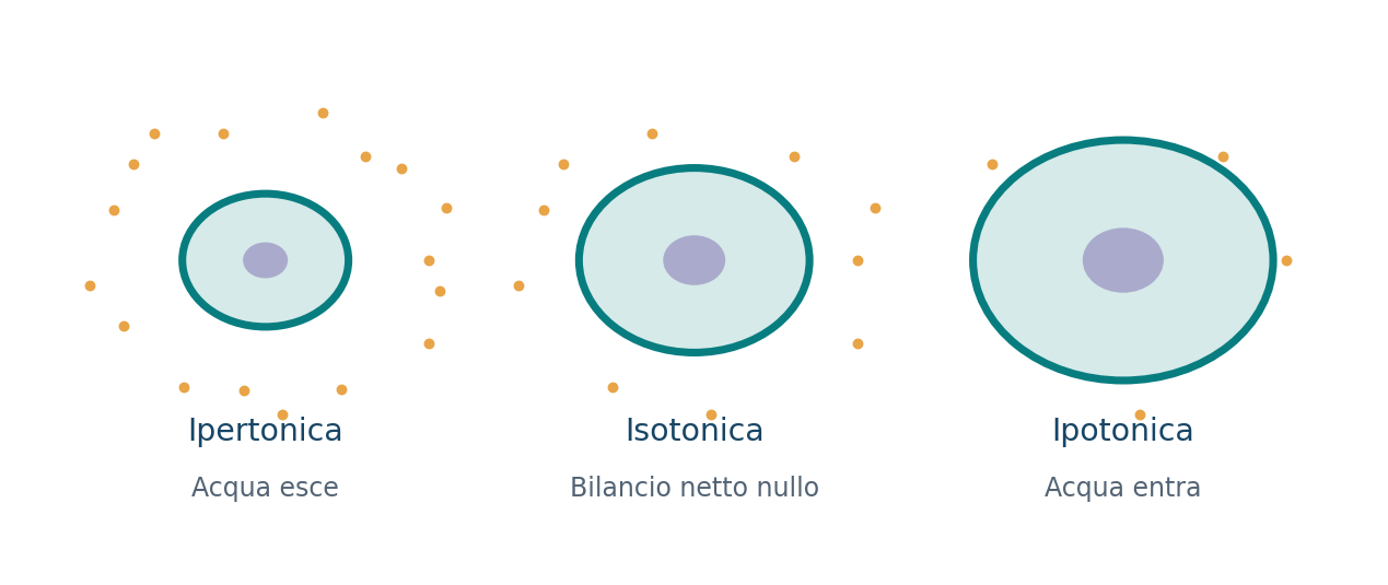 Tonicità e variazioni di volume di una cellula animale