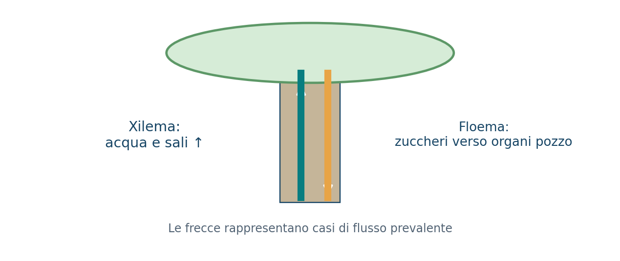 Movimento di acqua, sali e zuccheri nei tessuti vegetali
