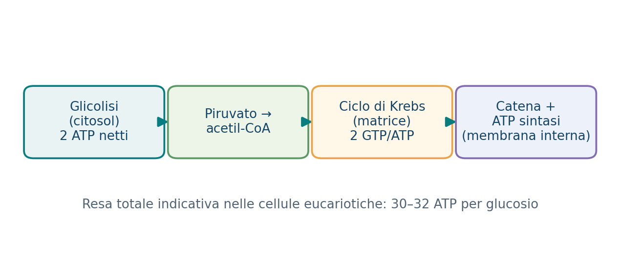 Le tappe della respirazione aerobica e il loro luogo cellulare